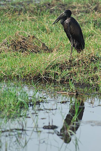 Afrikanischer Storch (c) Jean-Louis Vendevivre